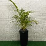 Vaso Cônico Médio em Preto Com Palmeira Areca