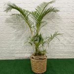 Locação Vaso de Palha Com Palmeira Areca